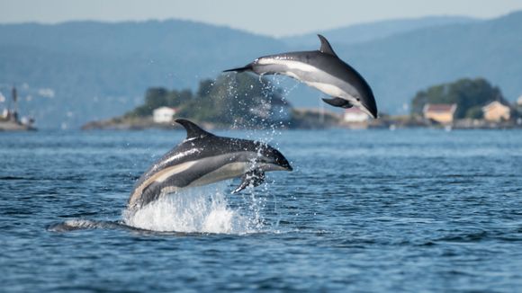 delfiner i oslofjorden